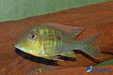 Geophagus altifrons "Tocantin"